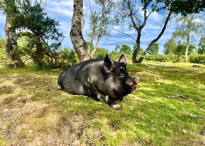 Forest View Farm