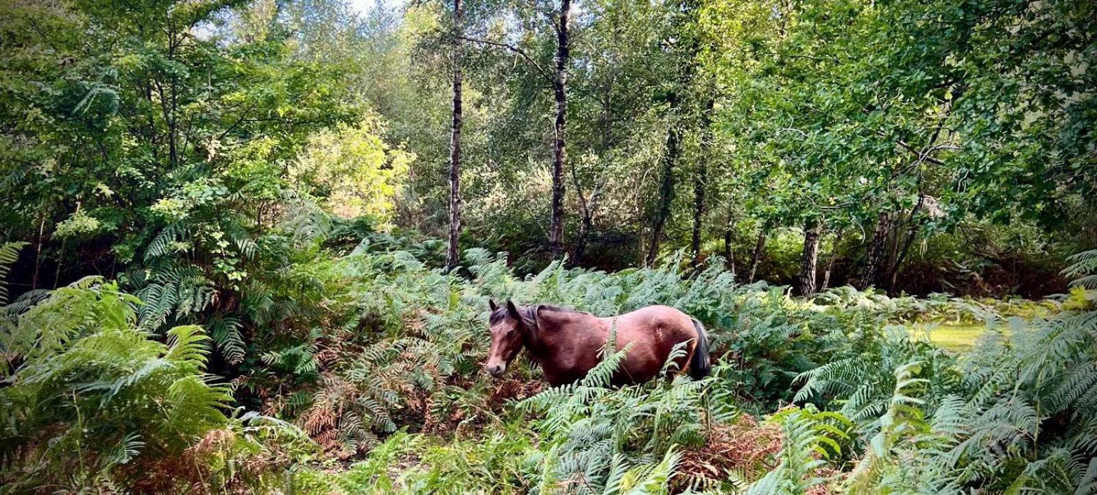 Forest View Farm Appartement